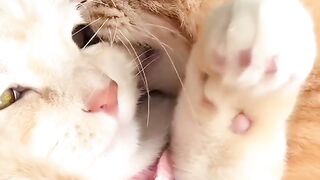 Cat Purring Like a V8 Engine! 4