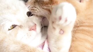 Cat Trying to Catch Snowflakes! ❄️ 8