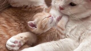 Cat Stealing Owner's Socks! 4