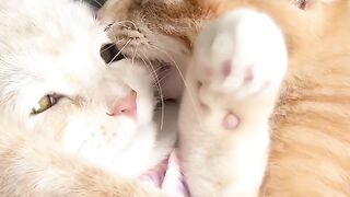 Cat Smelling a Lemon! 😂 4