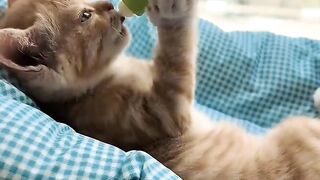 Cat Watching a Horror Movie! 4