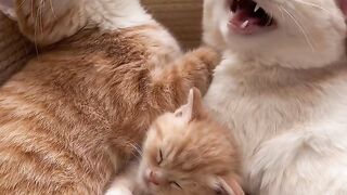 Cat Discovers the Ceiling Fan! 3