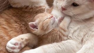Cat Trying to Drink from a Straw! 8