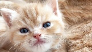 Kitten's First Time Trying Wet Food! 4