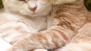 Cat Sleeping in a Hammock! 4