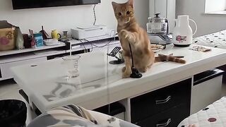 Cat Begging for a Piece of Ham! 4