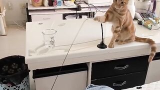 Cat Trying to Open the Door Knob! 4