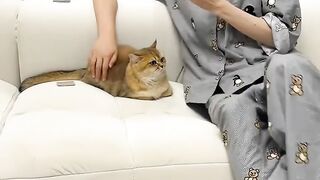 Cat Annoyed by a Snoring Dog! 3