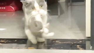 Cat Trying to Hide under a Tiny Rug! 3