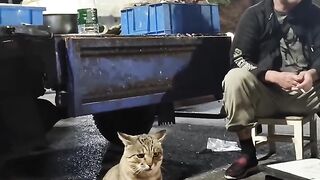 Cat Hugging a Dog to Sleep! 3