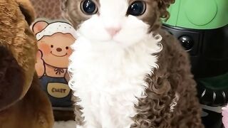 Cat Knocking the Camera Over! 3