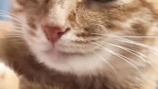 Cat Doing a Big Morning Stretch! 3