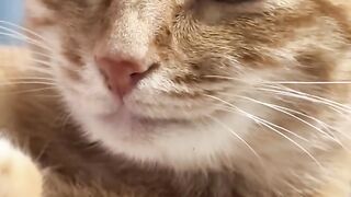 Cat Trying to Open a Cabinet Door! 3
