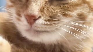 Cat Fighting a Dust Bunny! 3