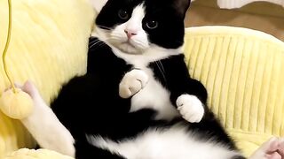 Cat Waking Up Slowly in the Sun! 3