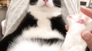 Cat Trying to Catch the Wiper Blades! 3