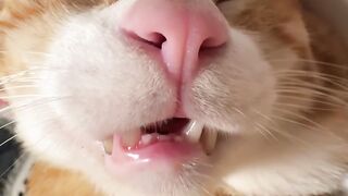 Crazy 3 AM Cat Zoomies Caught on Tape! 4