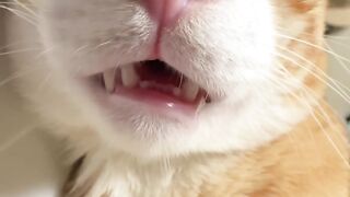 Grumpy Cat Hates Monday Mornings! 5