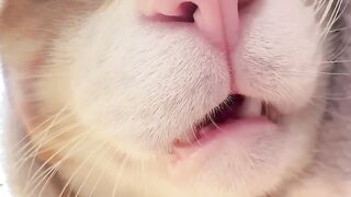 Smart Cat Opens the Door! Genius! 5