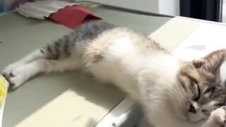 Cat Addicted to Watching TV! 5