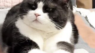 Bath Time Disaster for This Cat! 6