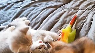 Cat Trapped in a Cardboard Box! 6