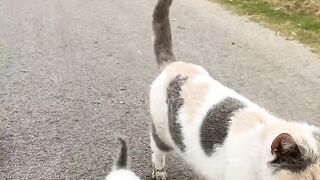 Dog Terrified of a Tiny Kitten! 4