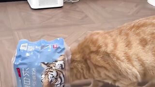 Invisible Maze Challenge for Cat! 5