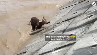 Flooded River Rescue: Soldiers Save Trapped Deer ❤️