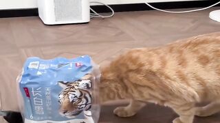 Cat Bringing Me Weird Gifts! 5