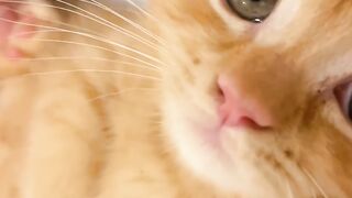 Fat Cat Trying to Fit in Small Bowl! 5