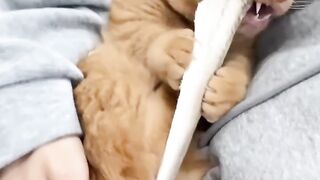 Cat Answering When Called! So Smart! 5