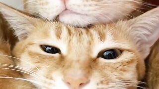 Cat Jealous of the New Baby! 5