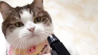 Cat Trying to Catch Fish on iPad! 5