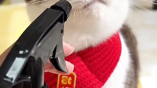 Cat Hiding in the Fridge! Sneaky! 4