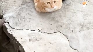 Cat Getting Brain Freeze from Ice Cream! 4