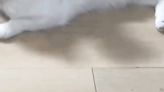 The Loudest Kitten in the World! 📢 5