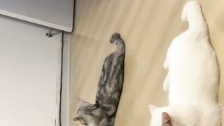 Cat Reacts to Owner's Singing! 4