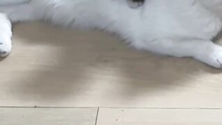 Cat Trying to Stay Awake! So Sleepy! 4