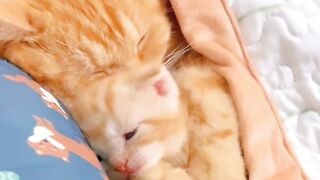 Cat Gently Waking Up Owner! 5