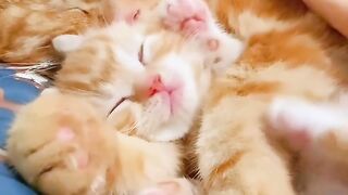 Cat Terrified of the Vacuum Cleaner! 5
