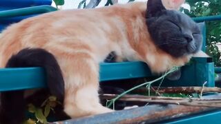 Cat Adopting a Baby Duck! So Pure! 5