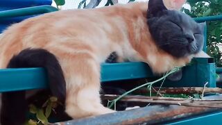 Cat Making Biscuits on a Soft Blanket! 5