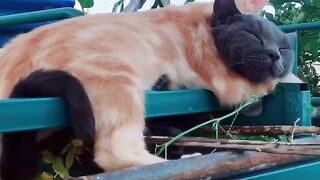 Kitten Meets Dog for the First Time! 🥺 5