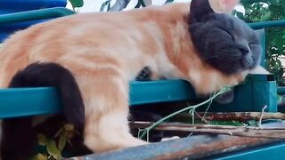 Cat Singing a Song! Hilarious Meow! 4