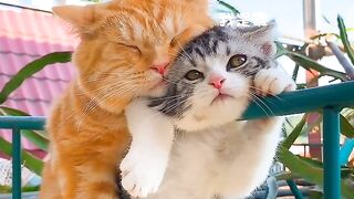 Cat Trying to Drink from the Tap! 5