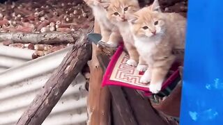 Sleepy Cat Falling off the Couch! 😂 5