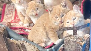 Cat Annoying Older Cat! Funny Sibling Rivalry! 4