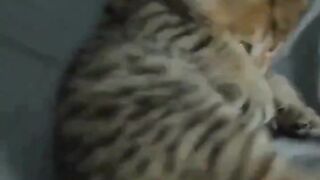 Super cute cat