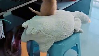 Cat Escaping from a Locked Room! Genius! 5